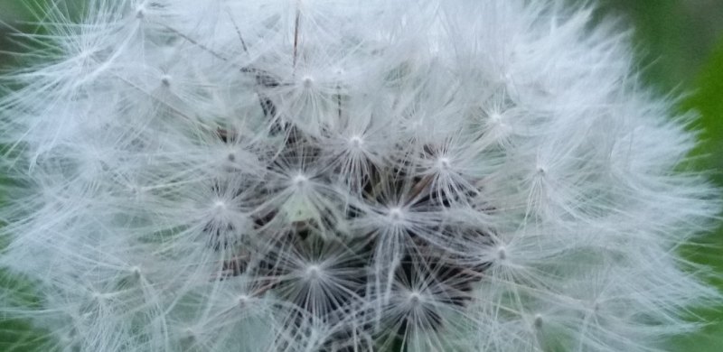 光遇所有生物名称，光遇生物大全