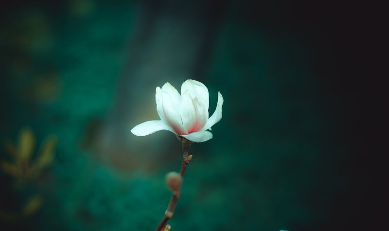 做人不懂花言巧语说说，不喜欢花言巧语的句子