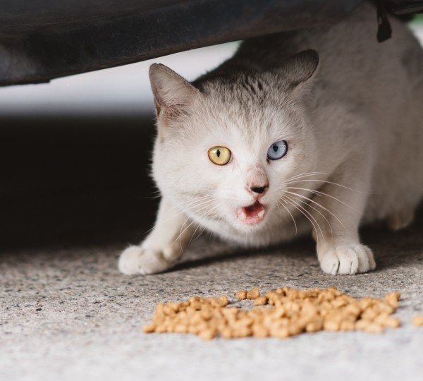 猫咪不吃东西怎么办，猫不吃东西怎么办