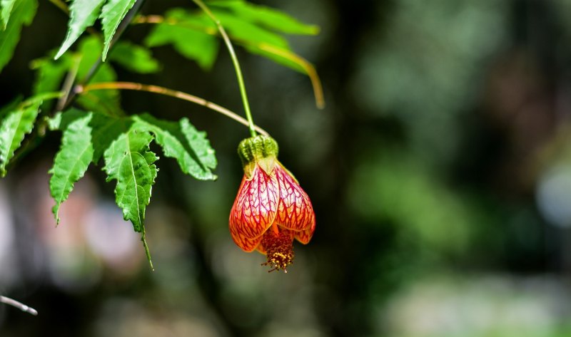 昙花文案吸引人句子 昙花唯美句子