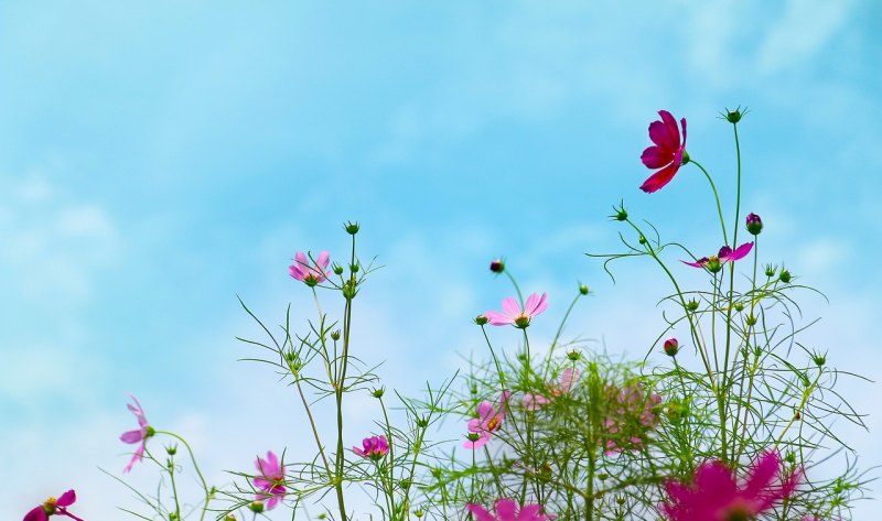 春暖花开发朋友圈唯美句子，春暖花开唯美句子