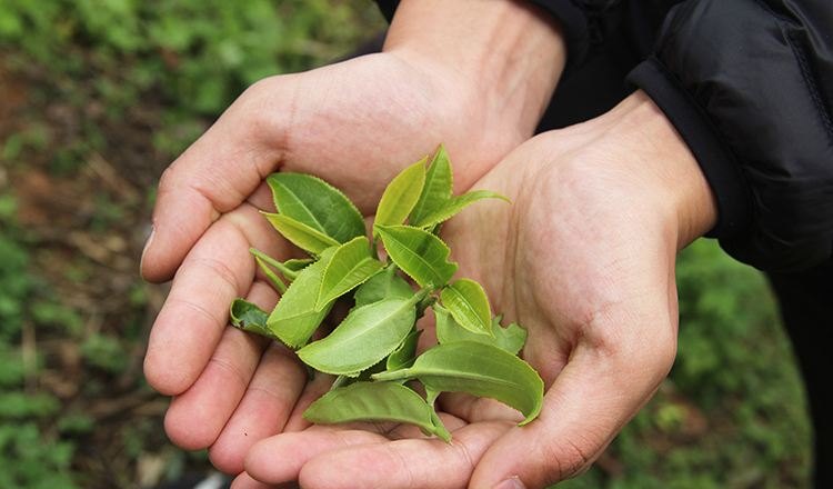 小叶菜茶是什么茶，汕尾哪里有奶茶店加盟