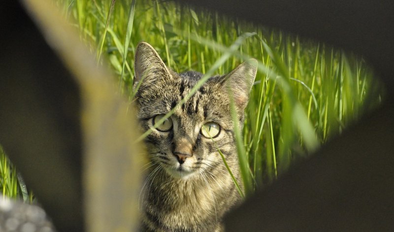 王者猫萌语音包怎么获取，王者荣耀猫萌