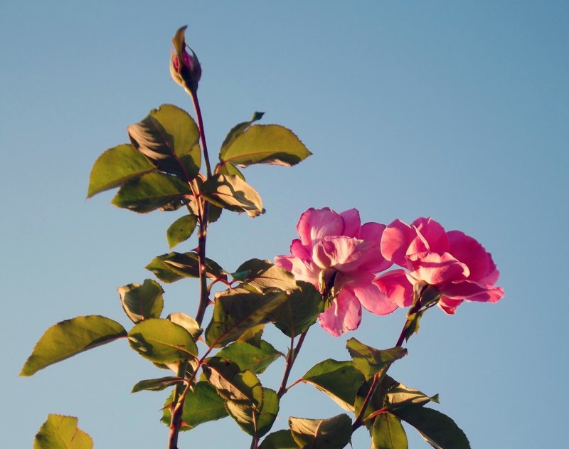 烟花感悟，形容烟花短暂伤感句子