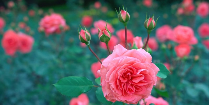 生意谈成祝贺的句子 祝福朋友生意兴隆句子