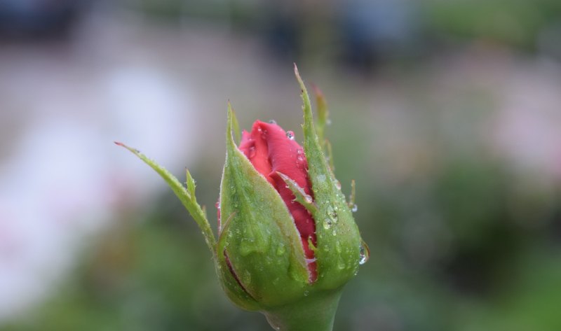 花的叶子发黄怎么解决，花叶子发黄怎么办