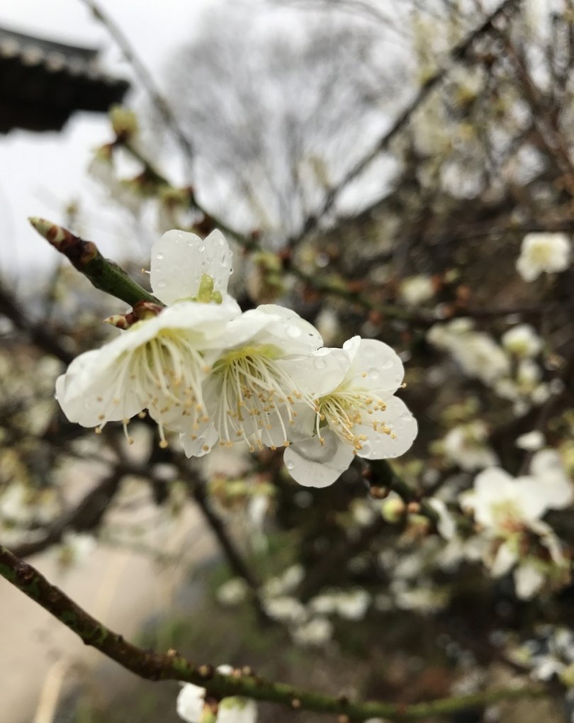 春游赏花朋友圈文案可爱 春天赏花的心情句子