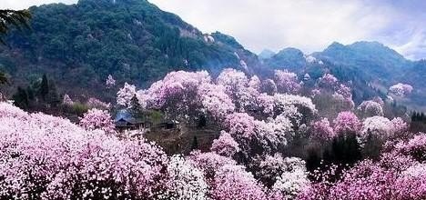 平顶山本地的特色小吃有哪些，平顶山的特色美食推荐有哪些呢