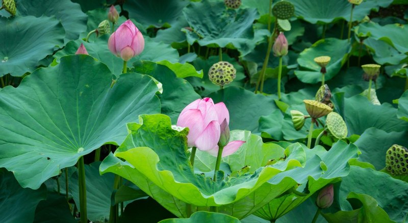 关于荷花的吉言句子，关于荷花的唯美句子