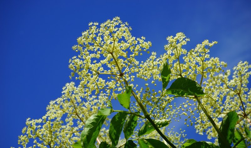 写桃花的好句、好段，桃花感情句子