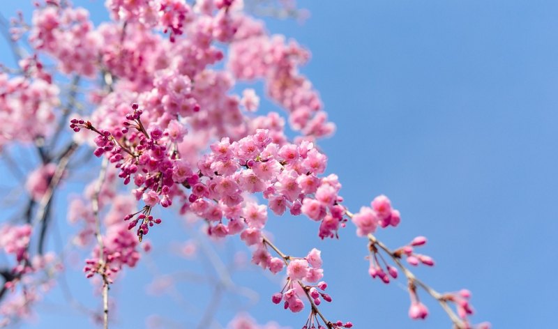 端午节安康祝福佳句，祝福端午安康唯美句子