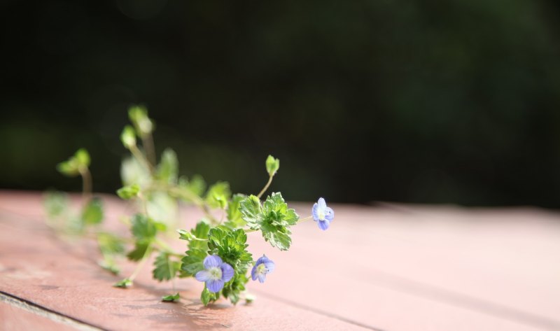 教师节英语祝福语简短大气，英语教师节祝福短句子