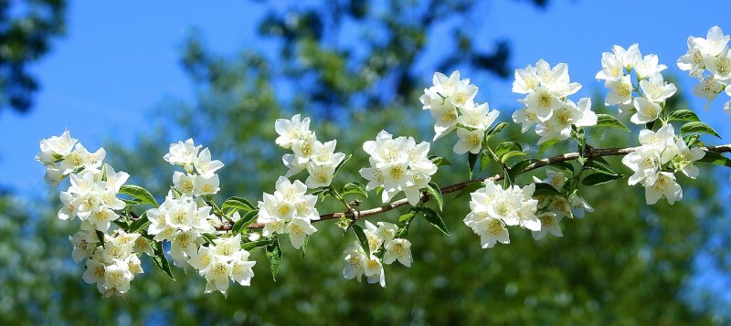 写桃花的好句、好段，桃花爱情唯美句子