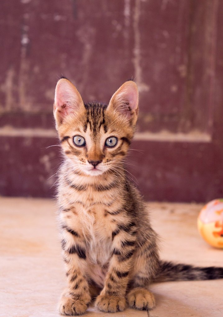 光遇哪里可以兑换猫猫耳朵 光遇猫耳朵头