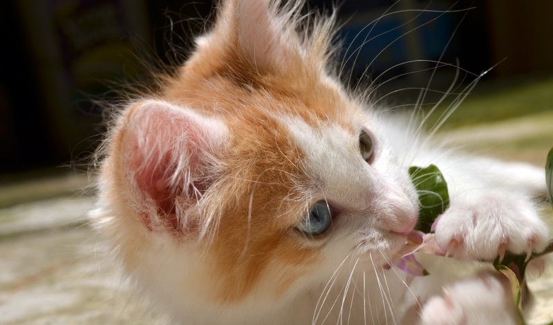 和平精英猫咪有几个颜色，黑猫和平精英皮肤