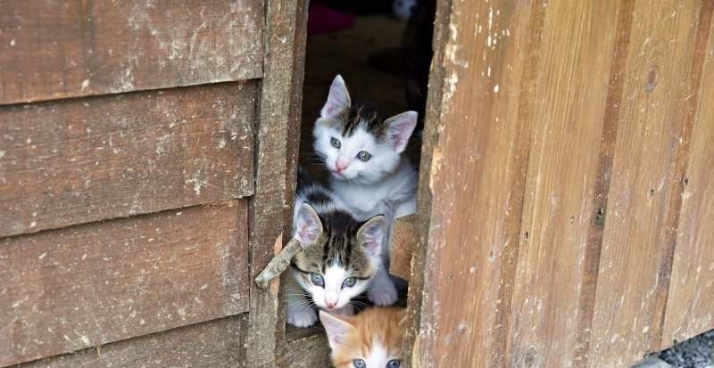 和平精英躲猫猫怎么遁地,和平精英躲猫