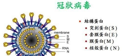 新型冠状病毒的简称是什么_表示病毒浓度的单位是什么