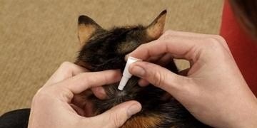 猫拉软便最快解决方法_怎样改善猫咪软便