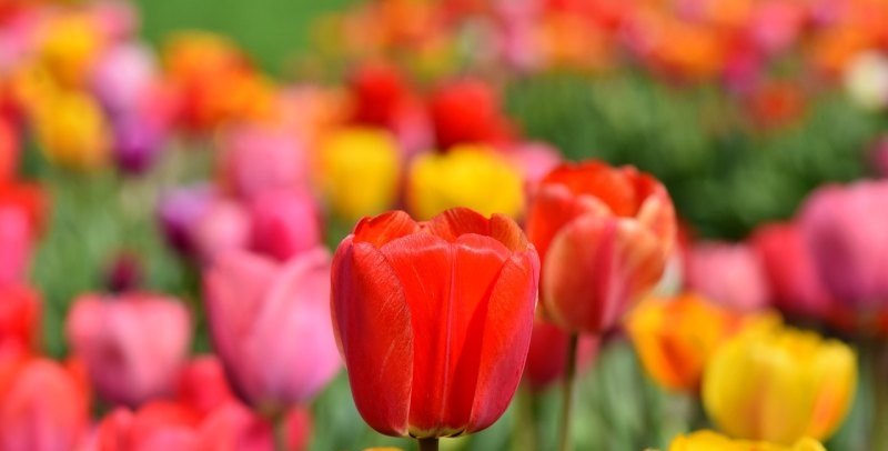 光遇怎么一键烧花_光遇怎么控制蜡烛烧花朵