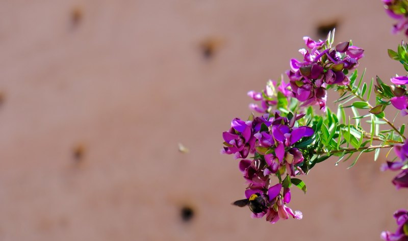 桃花的花语简短的一句,桃花形容爱情的句子