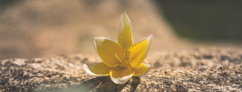 冬日暖阳鲜花的唯美句子,冬日关怀暖心的句子