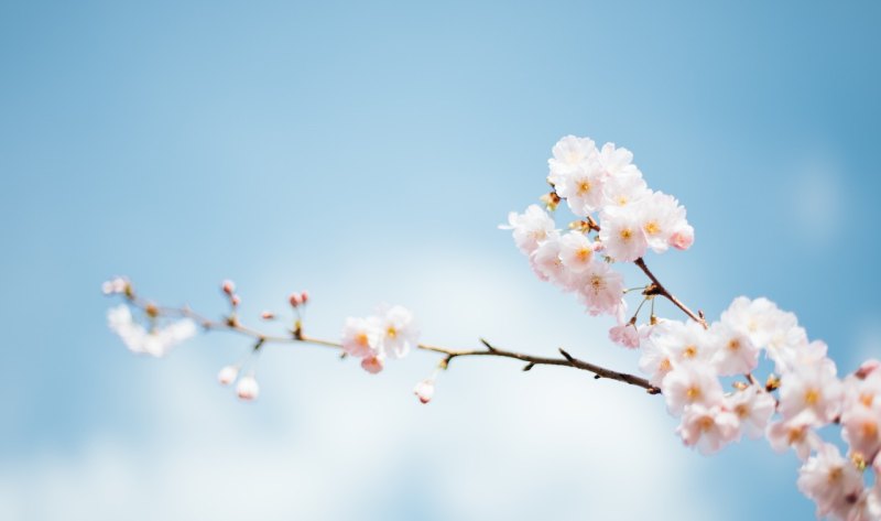 春分发朋友圈句子 春分祝福的句子