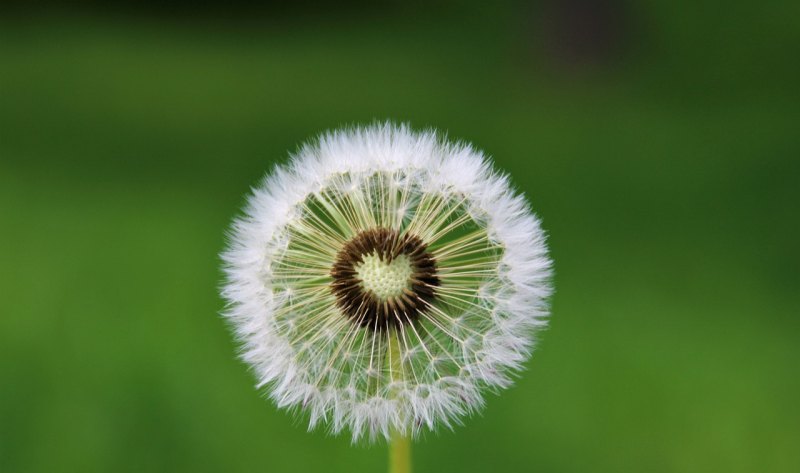 虎年拜年顺口溜文案 虎年祝福冷门句子