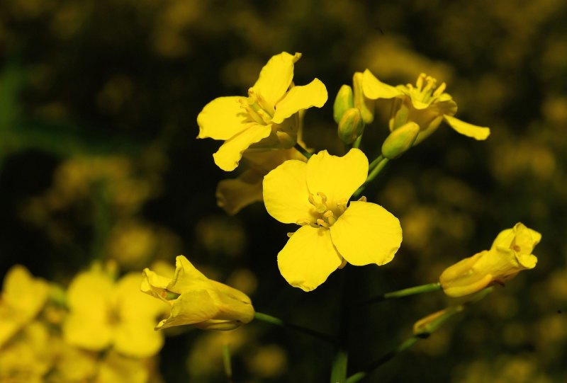 万峰林油菜花2023最佳旅游时间,油菜花旅游