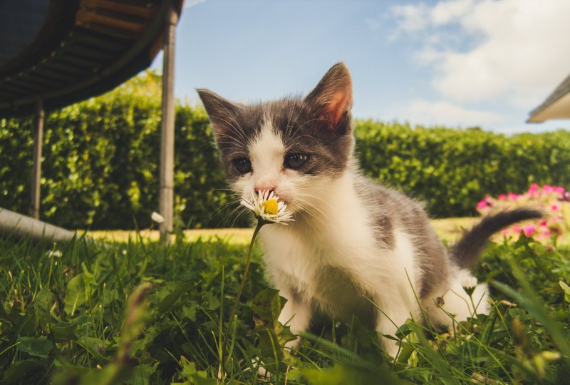 原神小猫突破材料_原神猫猫和莱伊拉攻略