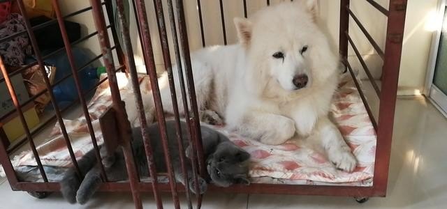 俄罗斯短毛猫和英短的区别_柴犬和英短可以一起养吗