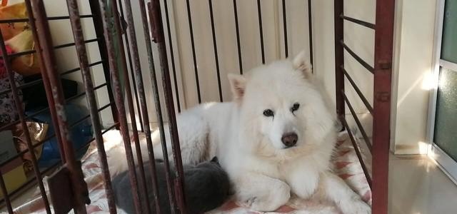 俄罗斯短毛猫和英短的区别_柴犬和英短可以一起养吗