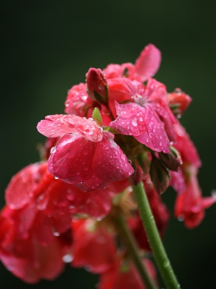 原神给蔷薇浇水怎么浇_原神芙罗拉怎么帮花浇水