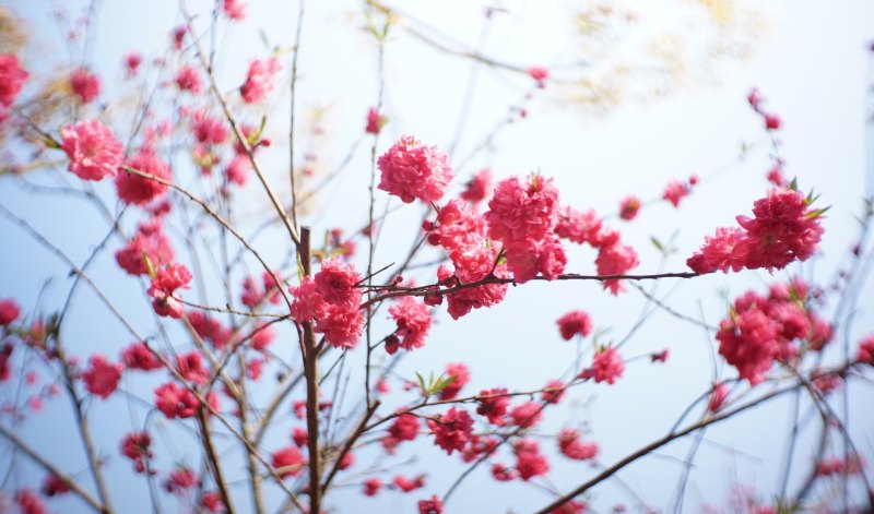 清明伤感句子，清明节句子伤感