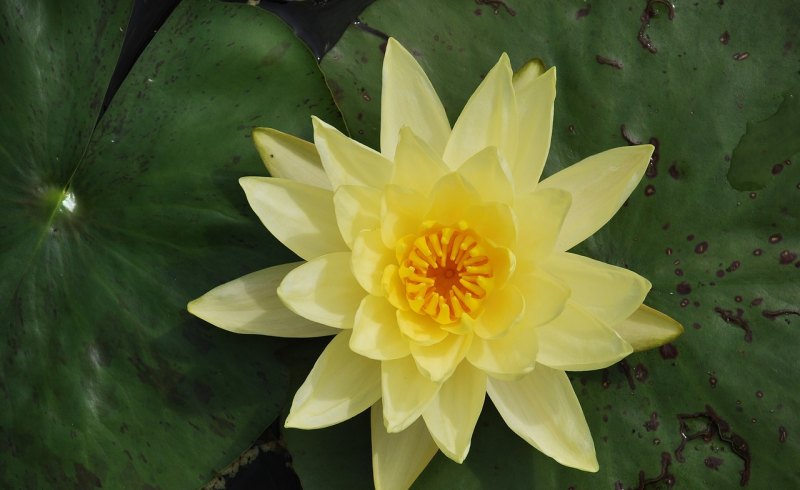 赞美芭蕉成熟的句子，芭蕉人生的句子