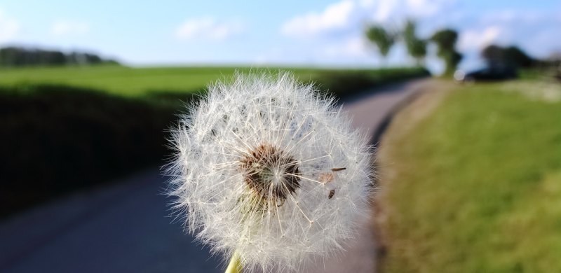 花是生活中的句子,花是生活中的句子