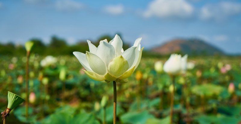 光遇粉色湖怎么去_光遇云野粉色花海怎么去