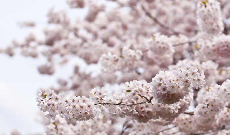 樱花伤感文案_有关“花”的伤感句子有哪些