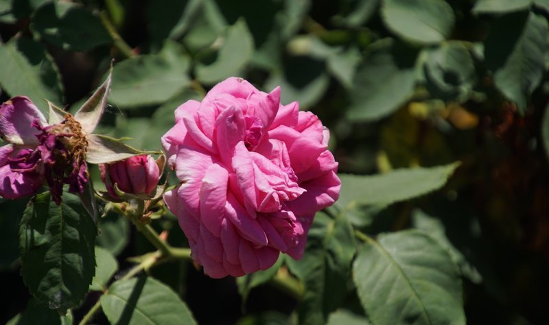 花信年华月季优缺点,花信年华的唯美句子