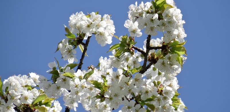 4月桃花文案_四月蔷薇花开的唯美句子