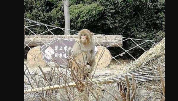 西安去龙头山坐高铁到哪,焦作旅游攻略