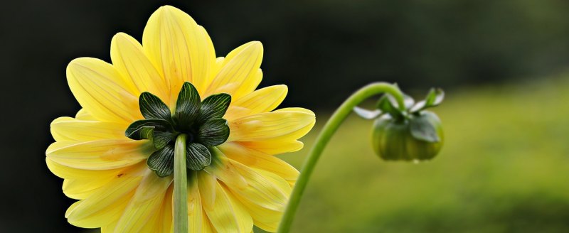 花开半夏十里荷花意思_花开半夏，不言离殇啥意思