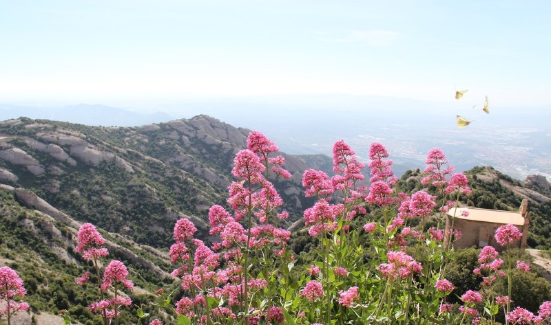 崇明春节旅游攻略,崇明旅游攻略