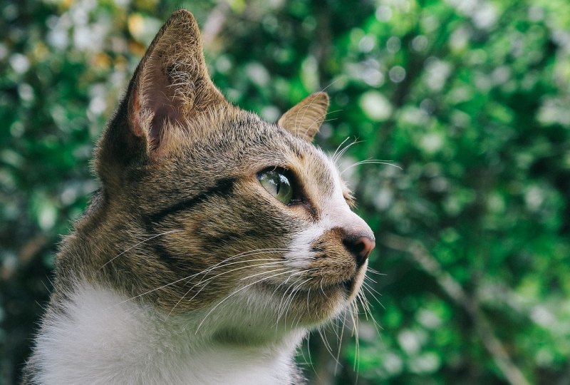 发猫猫的搞笑文案，猫咪感人句子搞笑