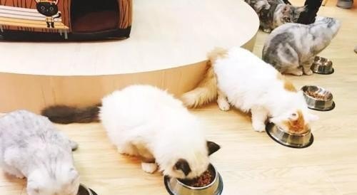 猫拉稀怎么办？有什么办法可以治吗_猫咪拉稀怎么解决