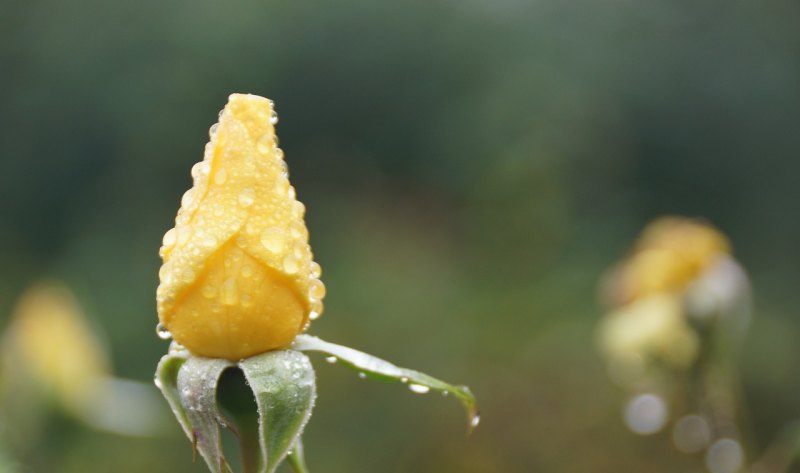 描写清晨下雨好心情的诗句有哪些_心情似雨句子