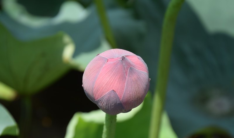 荷花情侣文案_想留住夏天和你的句子