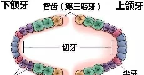 拔了智齿要注意什么,智齿掉了怎么办