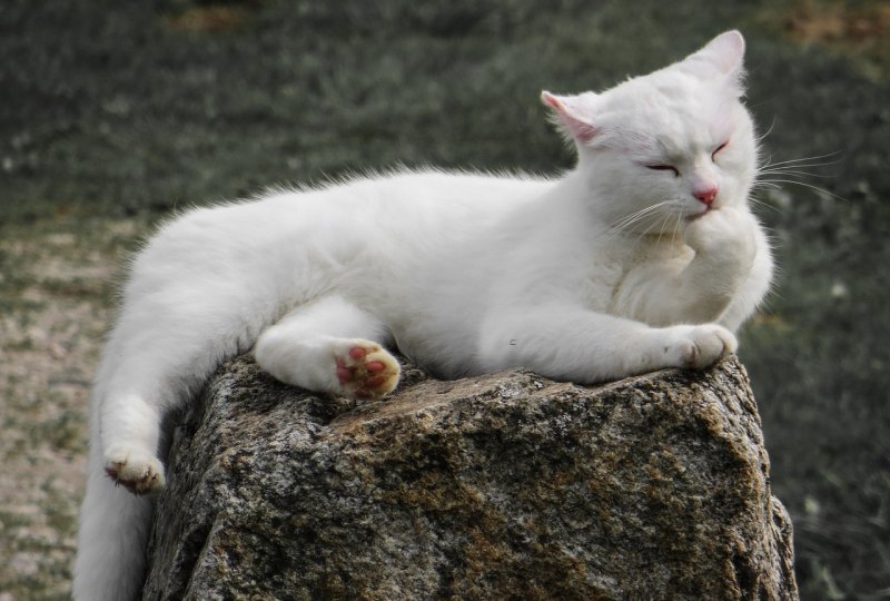 怎么自定义桌面上的猫猫_电脑桌面会动的猫怎么做