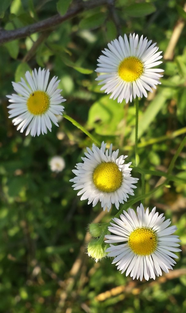 晚霞雏菊花海治愈的句子_野生小雏菊文案