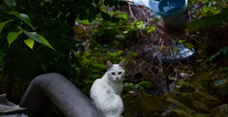 光遇万圣节猫猫发型会上架多久,光遇最新复刻8月份